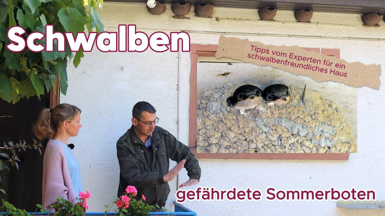 Mache mit! Schwalben schützen: bedrohte Sommerboten
