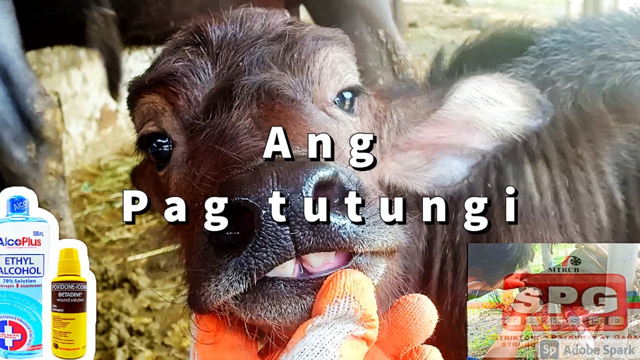 Simple at murang Pag tutungi ng kalabaw!
