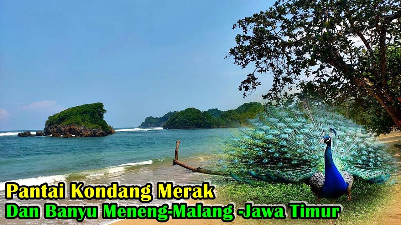 Oh Ternyata Banyak Burung Meraknya_Review Pantai Kondang Merak Dan Banyu Meneng_Malang Selatan JATIM