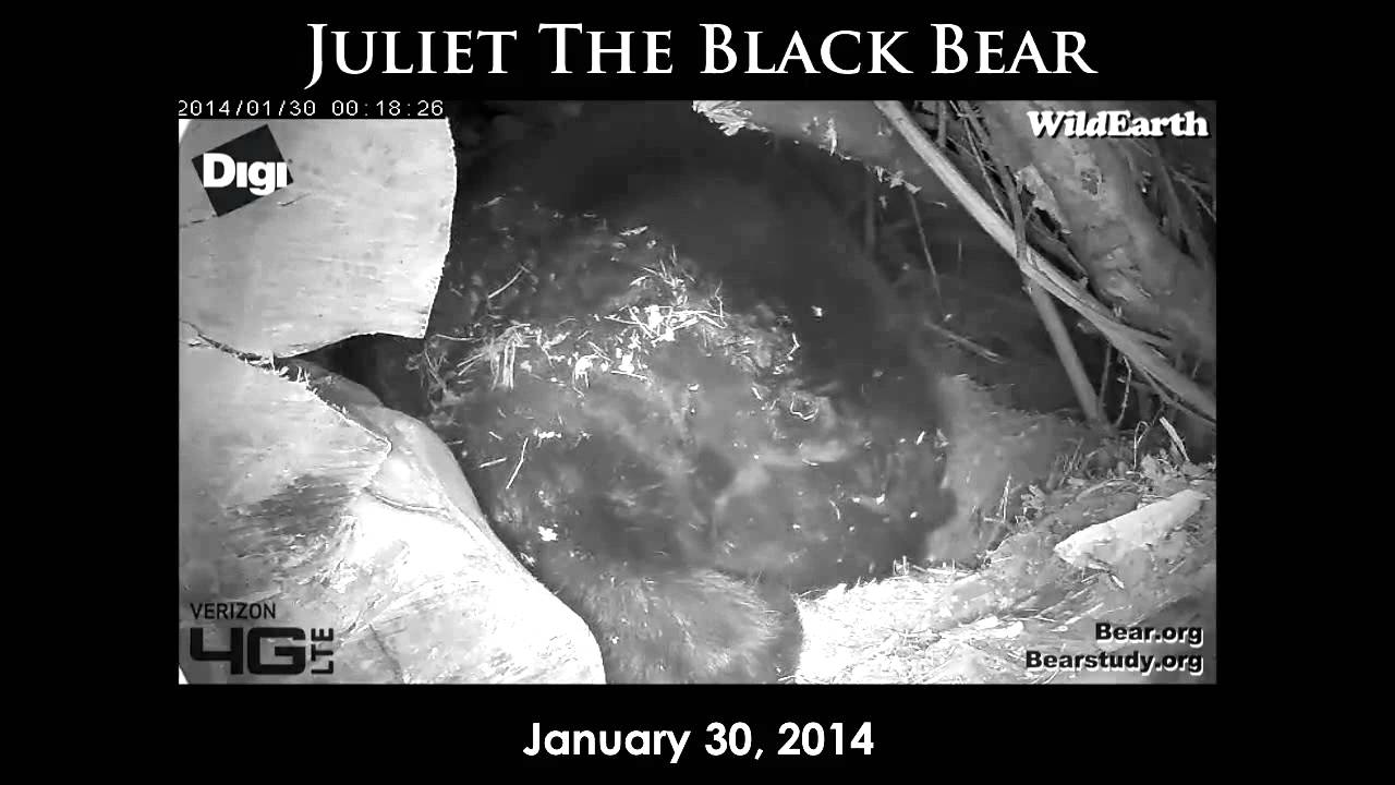 Juliet the Black Bear - January 30, 2014