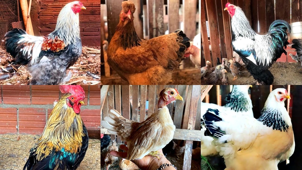 VISITANDO A CRIAÇÃO #54: PENOSAS COM AMOR | BRAHMAS E MODELADOS