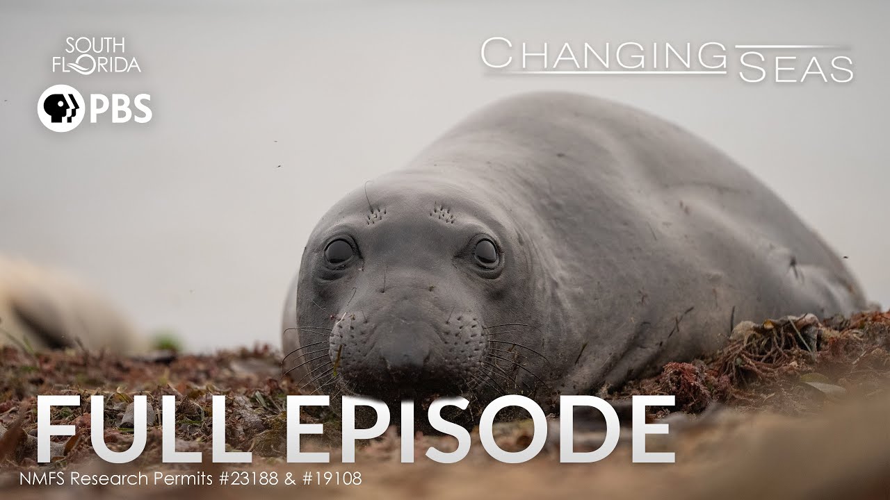 The Elephant Seals of Año Nuevo - Full Episode