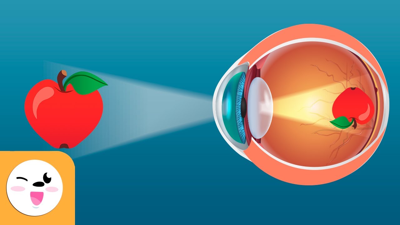 &iquest;C&oacute;mo funciona la vista? - El ojo - Los sentidos para ni&ntilde;os