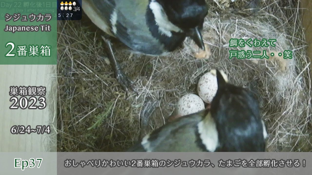 【巣箱観察2023 ep37】おしゃべりかわいい2番巣箱のシジュウカラ、たまごを全部孵化させた！（6/24〜7/4）
