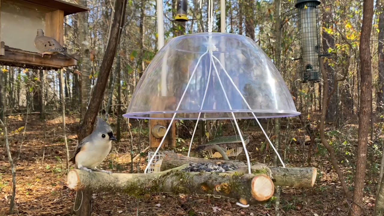 Easy-Cheap-Bird Approved- Feeder