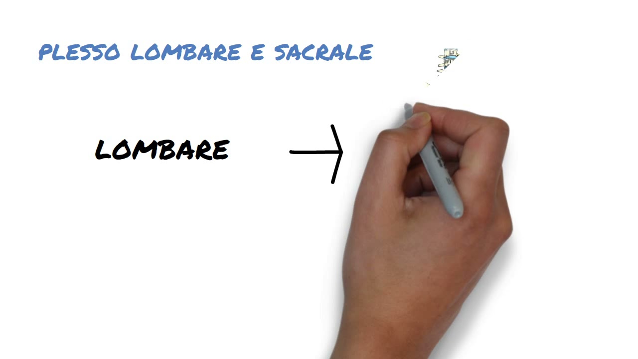 8  I nervi spinali 3 parte