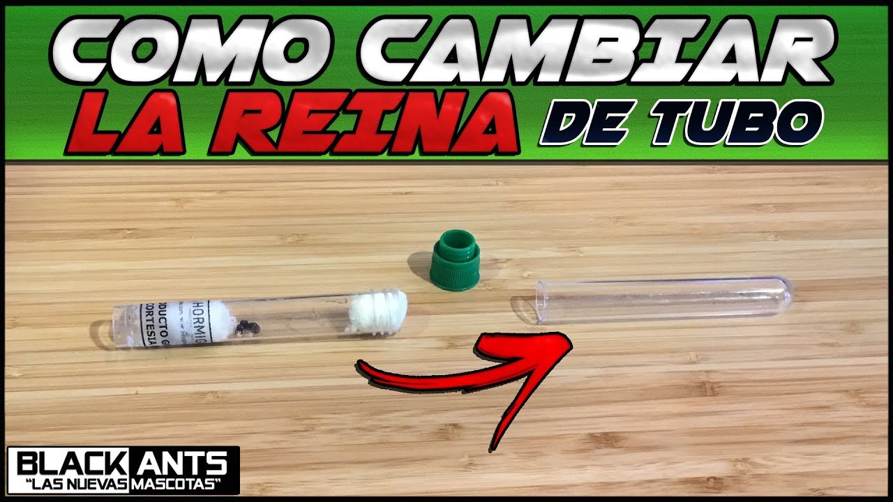 COMO CAMBIAR DE TUBO LA REINA