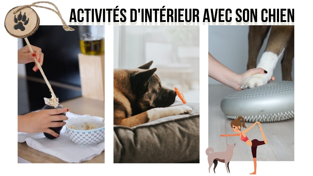 COMMENT OCCUPER SON CHIEN ?  || Malcolm The Akita