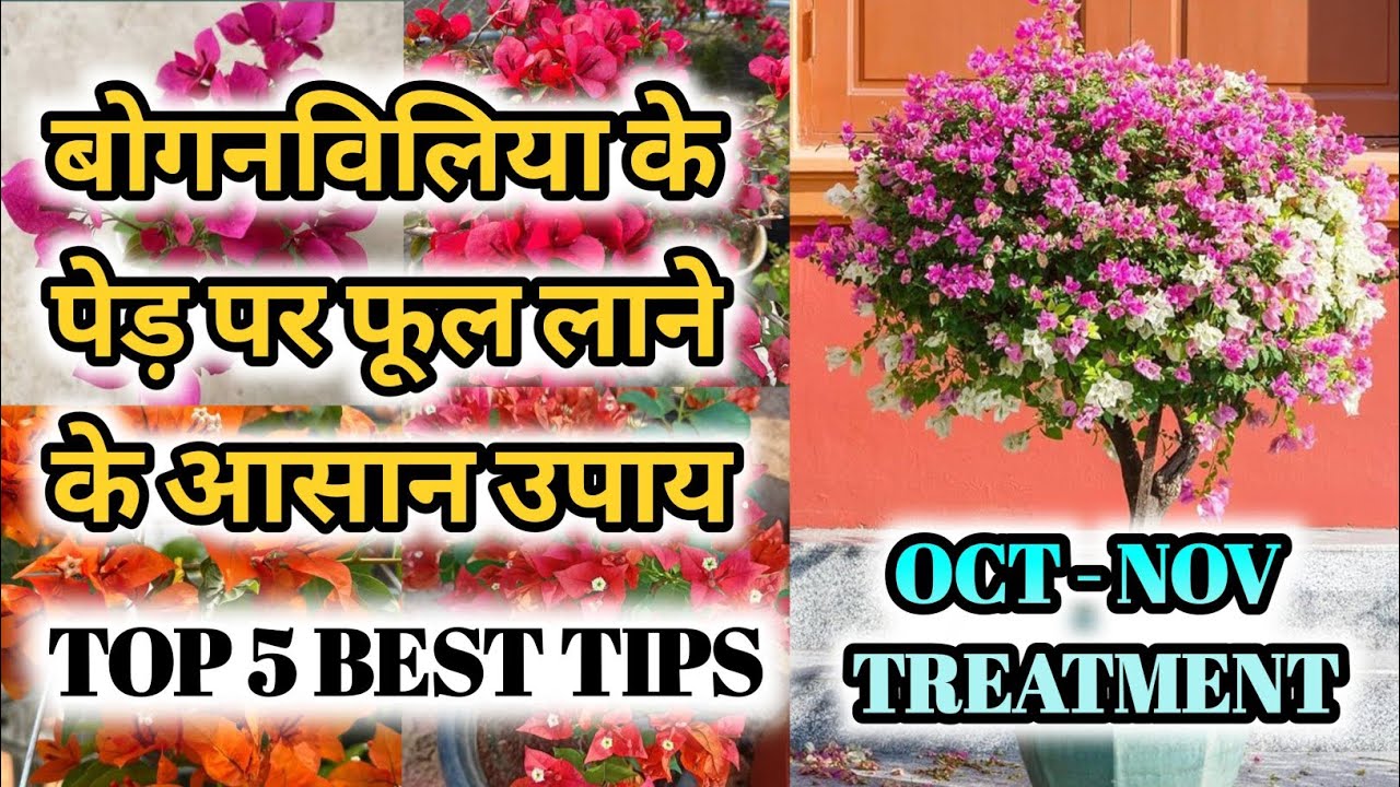 TOP 5 BEST TIPS AND CARE FOR BOUGENVELIYA FLOWERING🤩🔥| OCT AND NOV TREATMENT FOR BOUGENVELIYA🥳