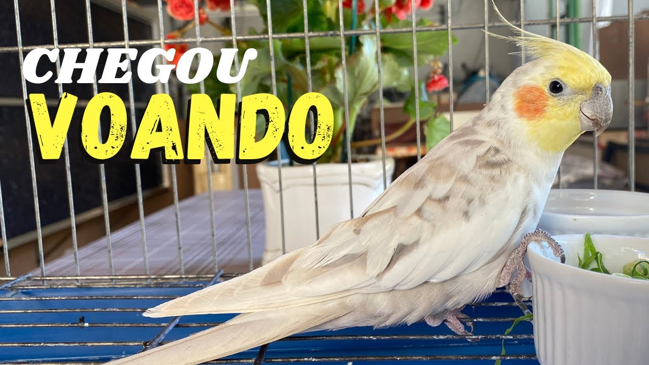 UMA CALOPSITA APARECEU NA MINHA CASA!