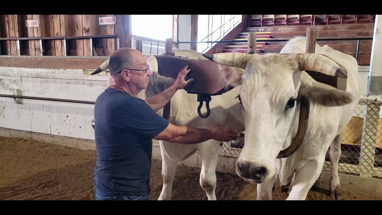 Fryeburg Fair Ox Pulling Part 2 of 3