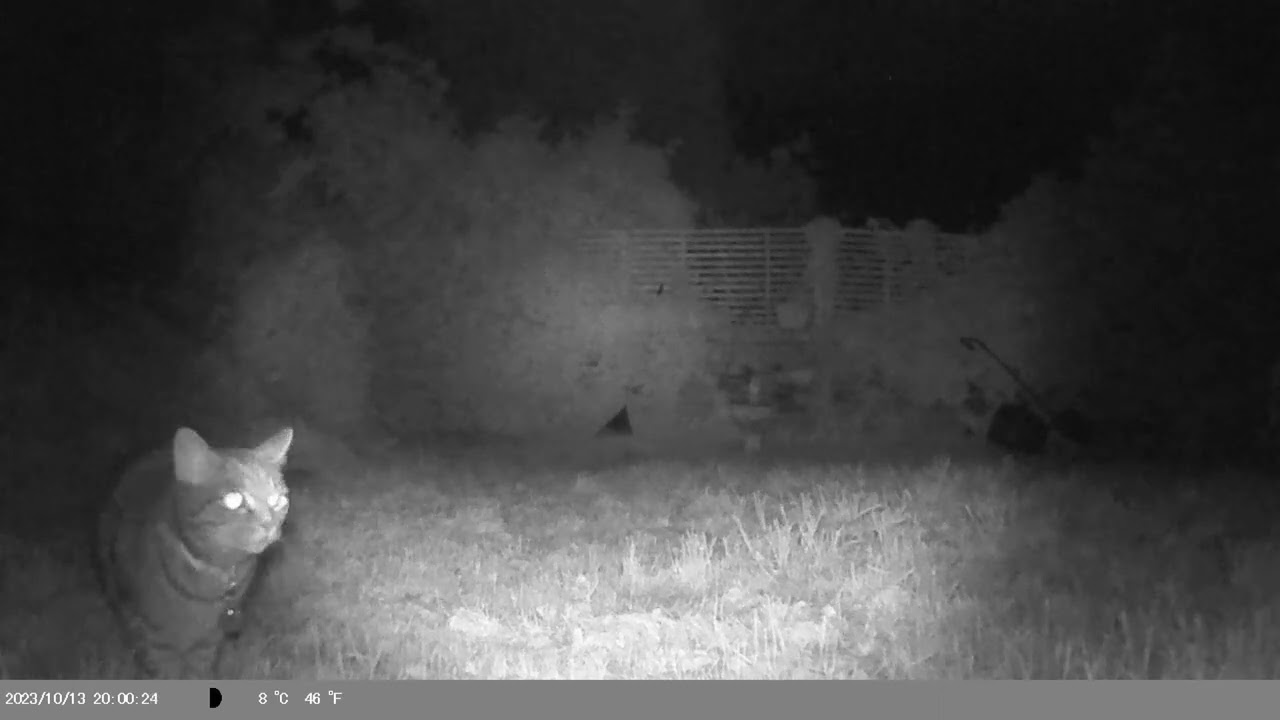 I Bought $h!t From Temu So You Don't Have Too Part 2 - Cheapo Trail Cam