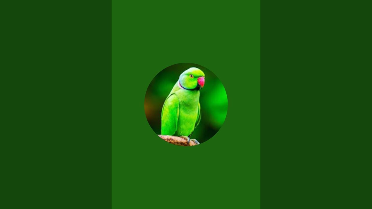 CUTE PARROT😘😘 is live