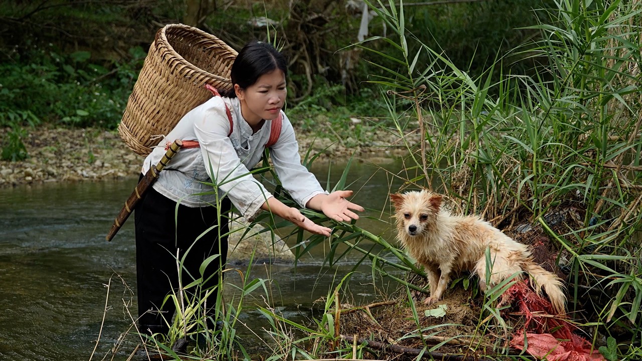 Han's rescue of a stray dog ​​trapped on the riverbank moved millions to tears