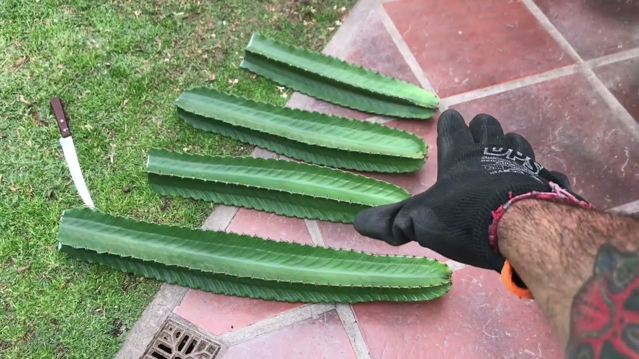 Cómo REPRODUCIR EUPHORBIA INGENS por ESQUEJES en 3 PASOS