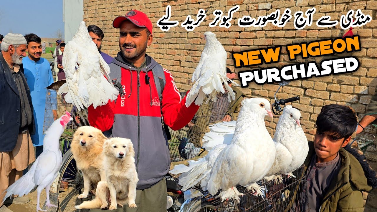 King Pigeons New Kabutar Purchase Kar Liy Mandi Se MB Vlogs 