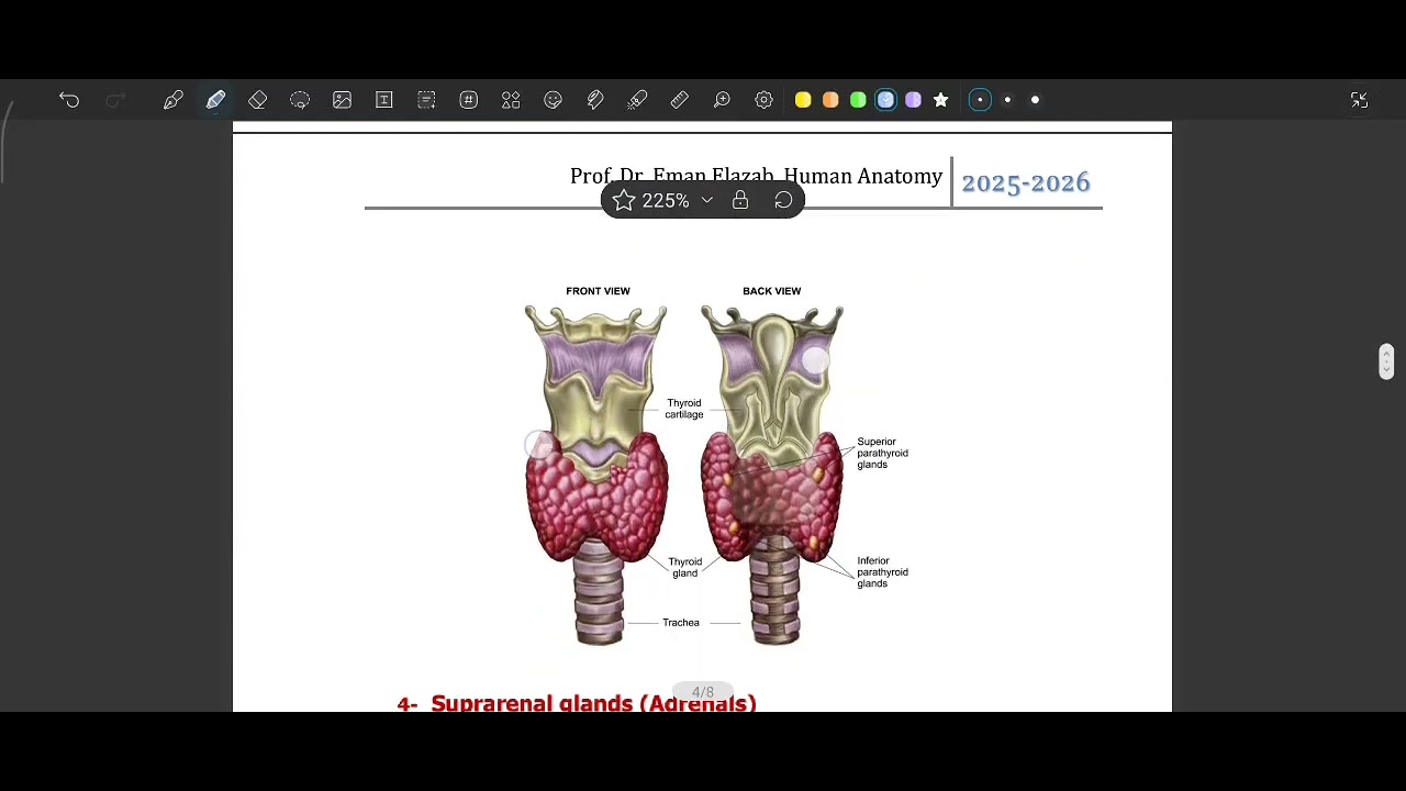Endocrine system اناتومى تمريض🌷