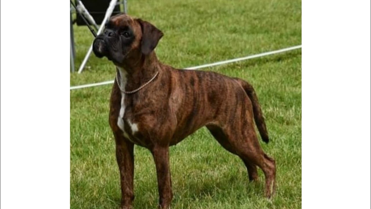 ➡️👀El arreglo de un BOXER aleman de EXPOSICION⚠️👌
