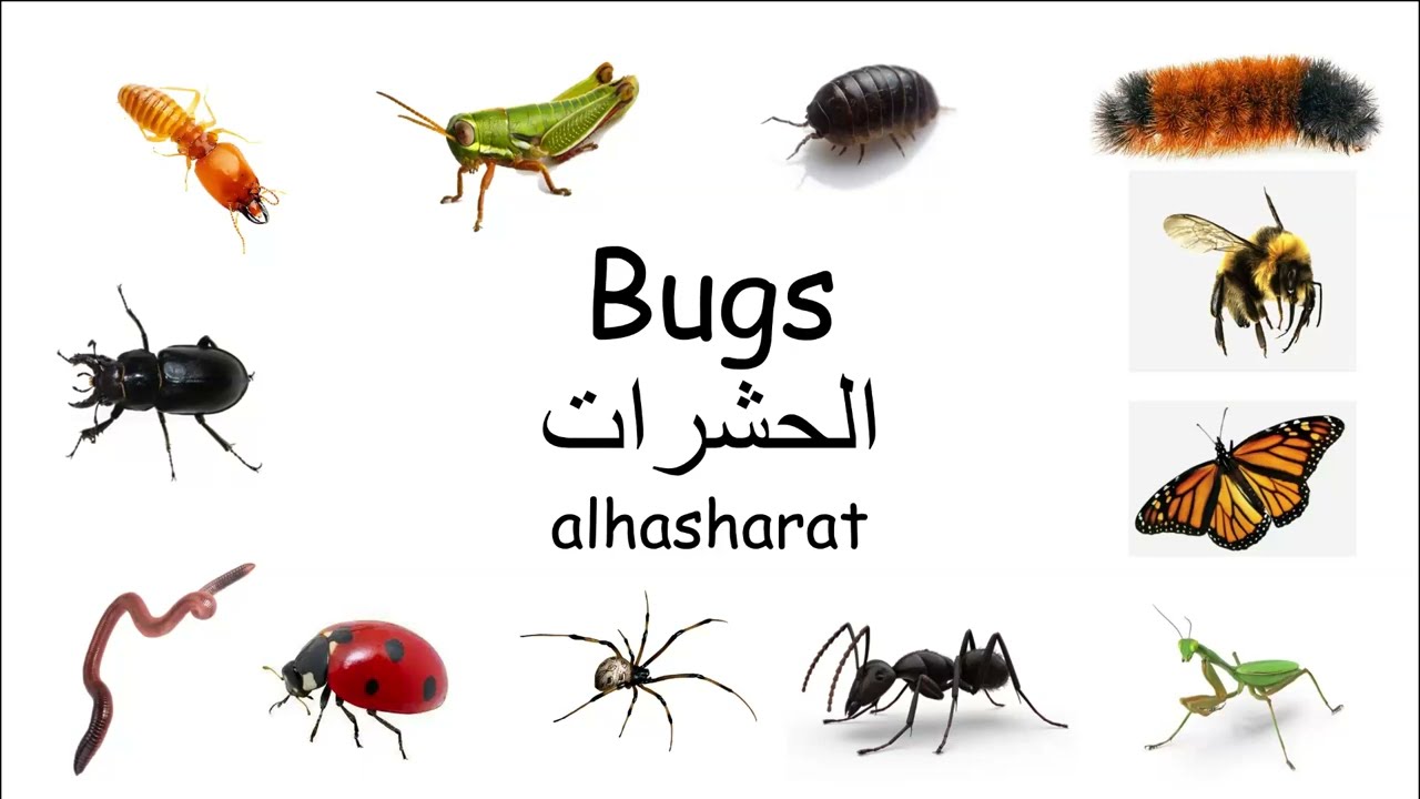 Bugs in English/Arabic