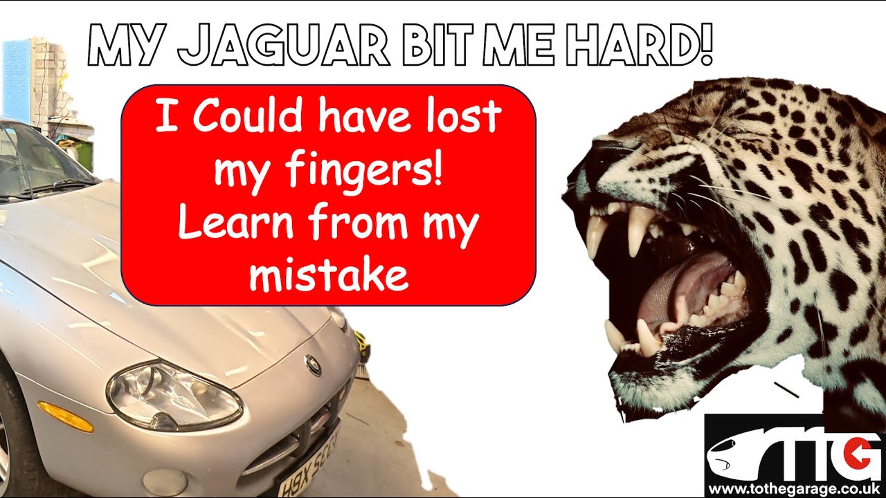 My Jaguar bit me hard! Learn from my mistake, and stay safe.