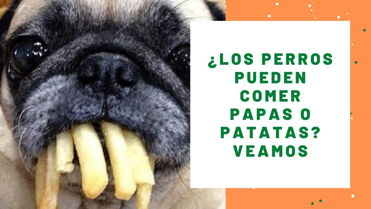 &iquest;Los Perros Pueden Comer Papas o Patatas? Veamos