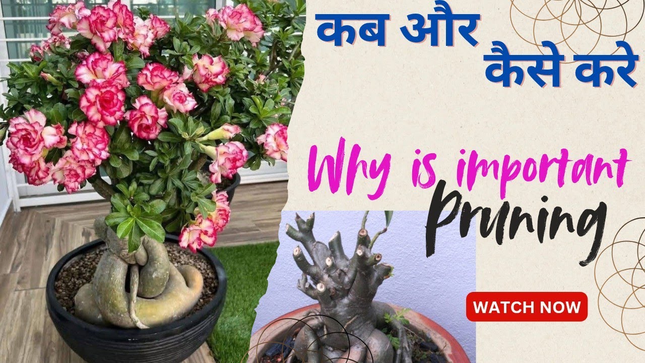 Adenium Pruning Time in India Pruning का पूरा सच! Adenium मे कब और कैसे करें कटिंग ताकि फूल झूम उठें