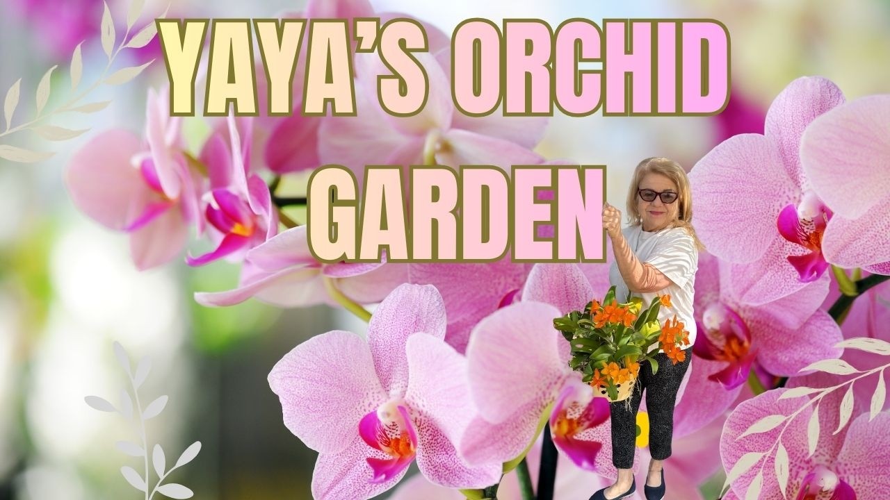 Сад Яи начинает цвести 🌸 | Прекрасная экскурсия по саду поздней зимой