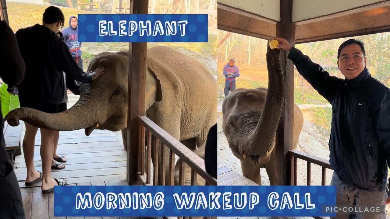 Elephant morning wakeup call |Best AirBnB in Chiangmai #TawanRiverside #elephantfriends #thailand
