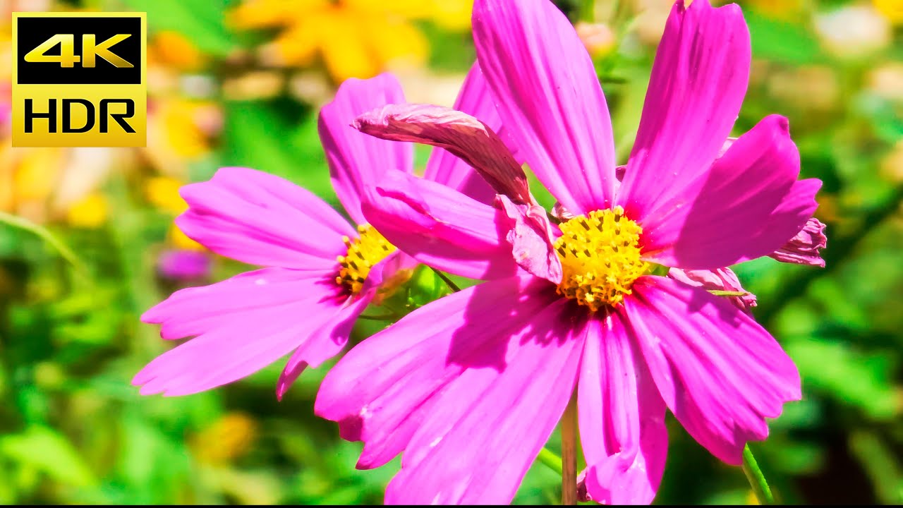 Beautiful Flowers  (HDR10+) HDR 4K Ultra HD Sample Footage // HDR10 Plus UHD 2160p