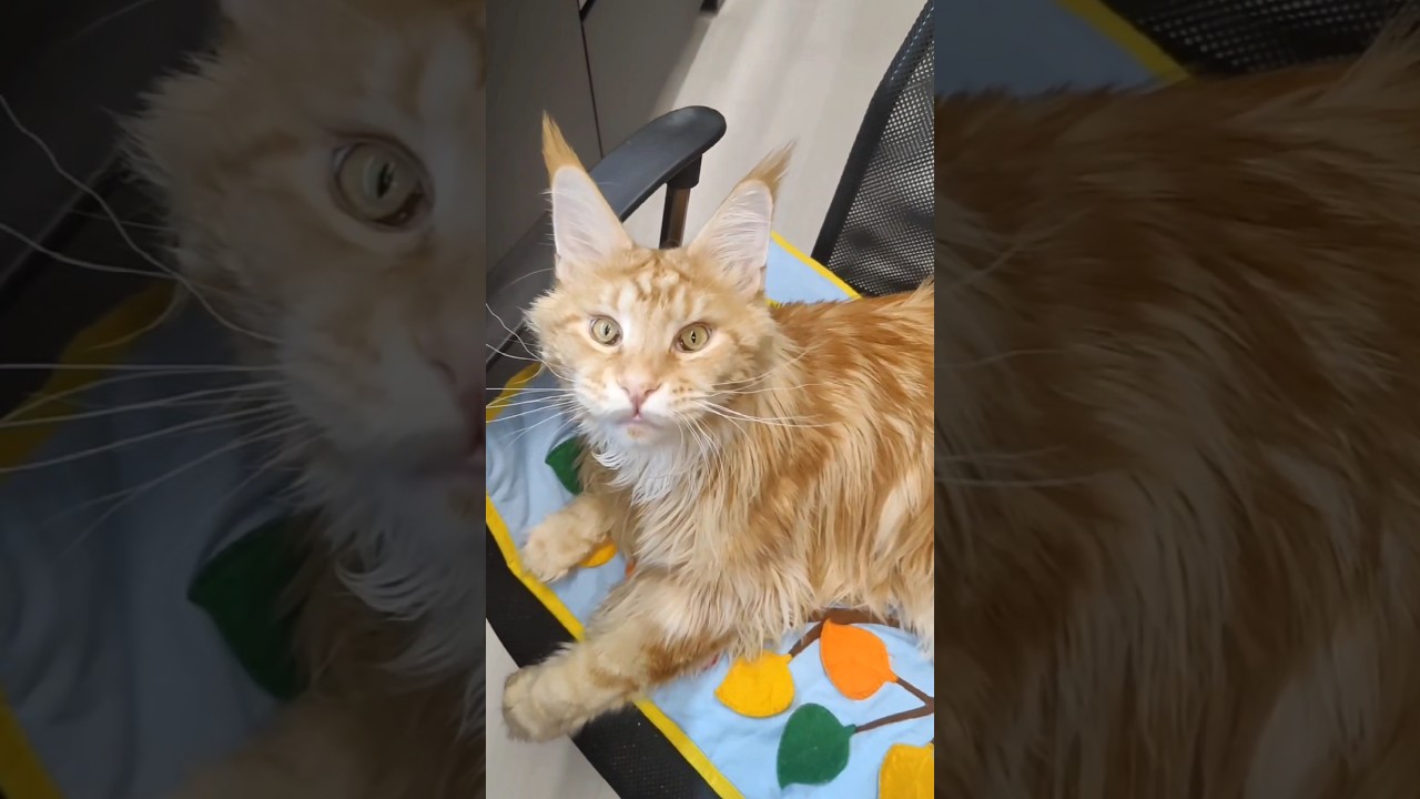 котлету? #cat #юмор #kitten  #тренд #прикол #животные #animals #trending #fun #кот #food #eat #диета