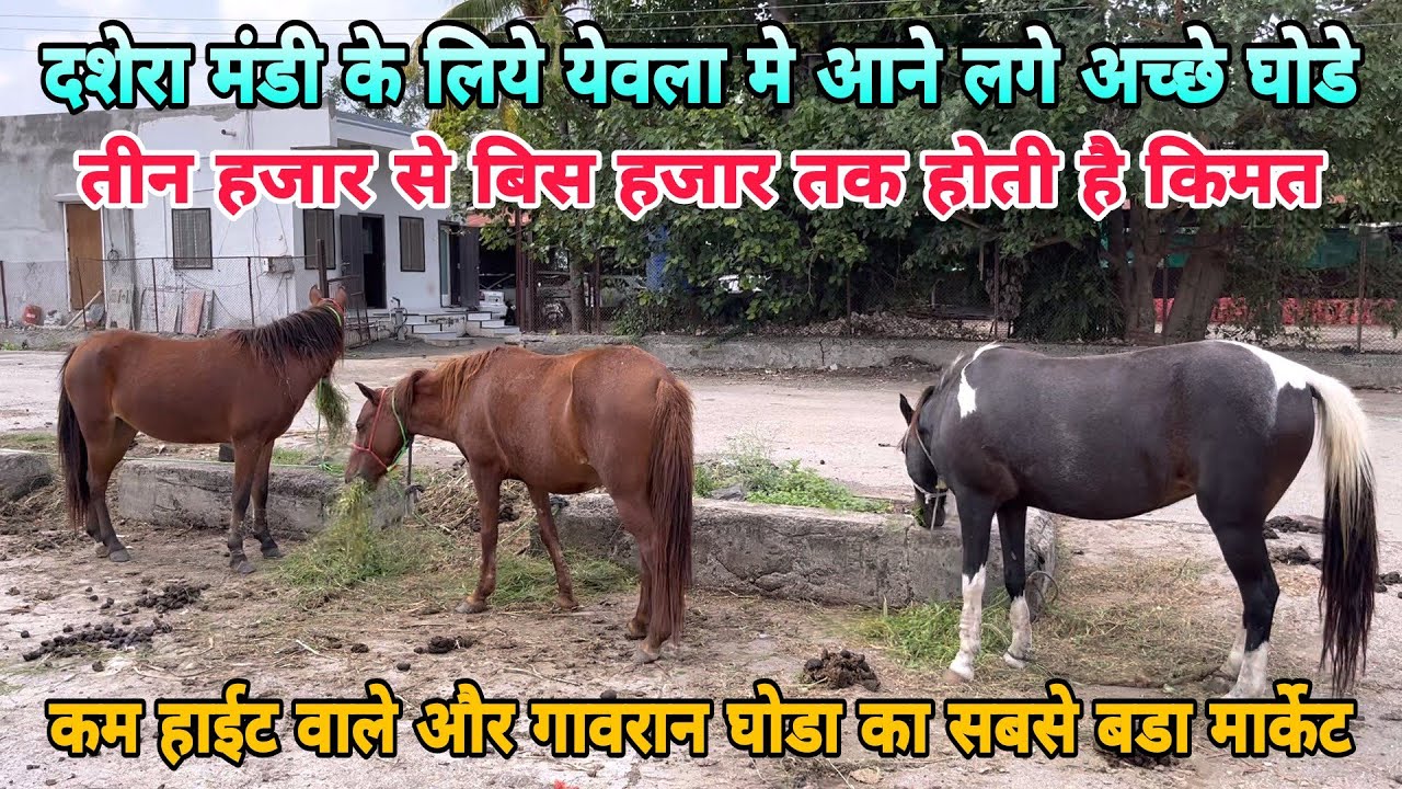 गावरान घोडा का सबसे अच्छा और सस्ता मार्केट येवला घोडा मंडी । गावरान घोडे।भीमथडी घोडे