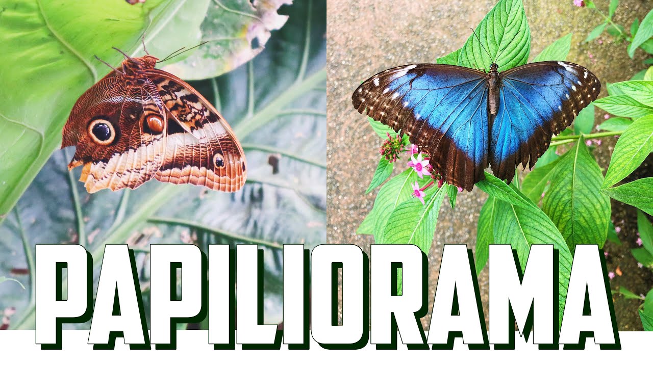 Papiliorama, Swiss Butterfly Garden