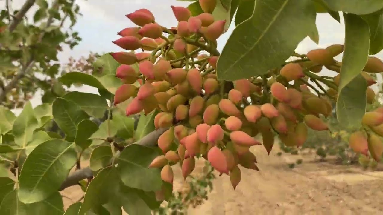 أصناف الفستق الحلبي في العراق/ مقدمة