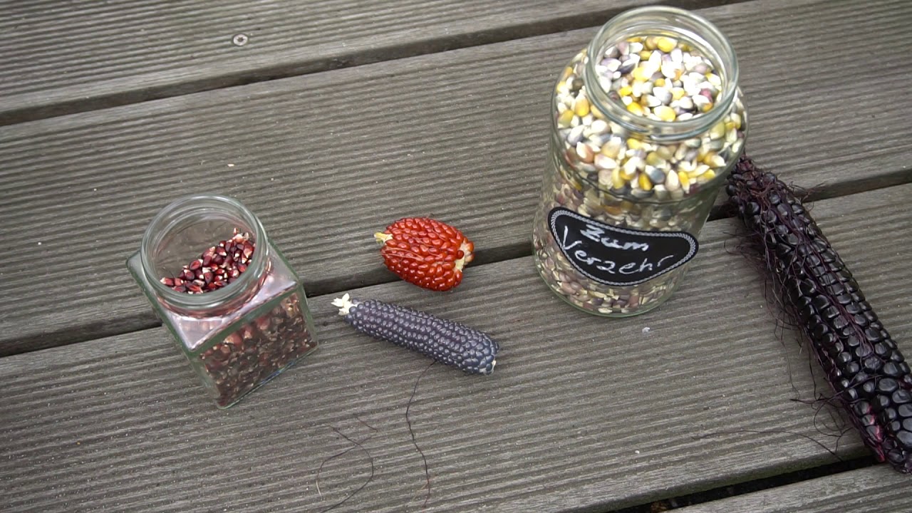 Popcorn Mais ernten und rösten