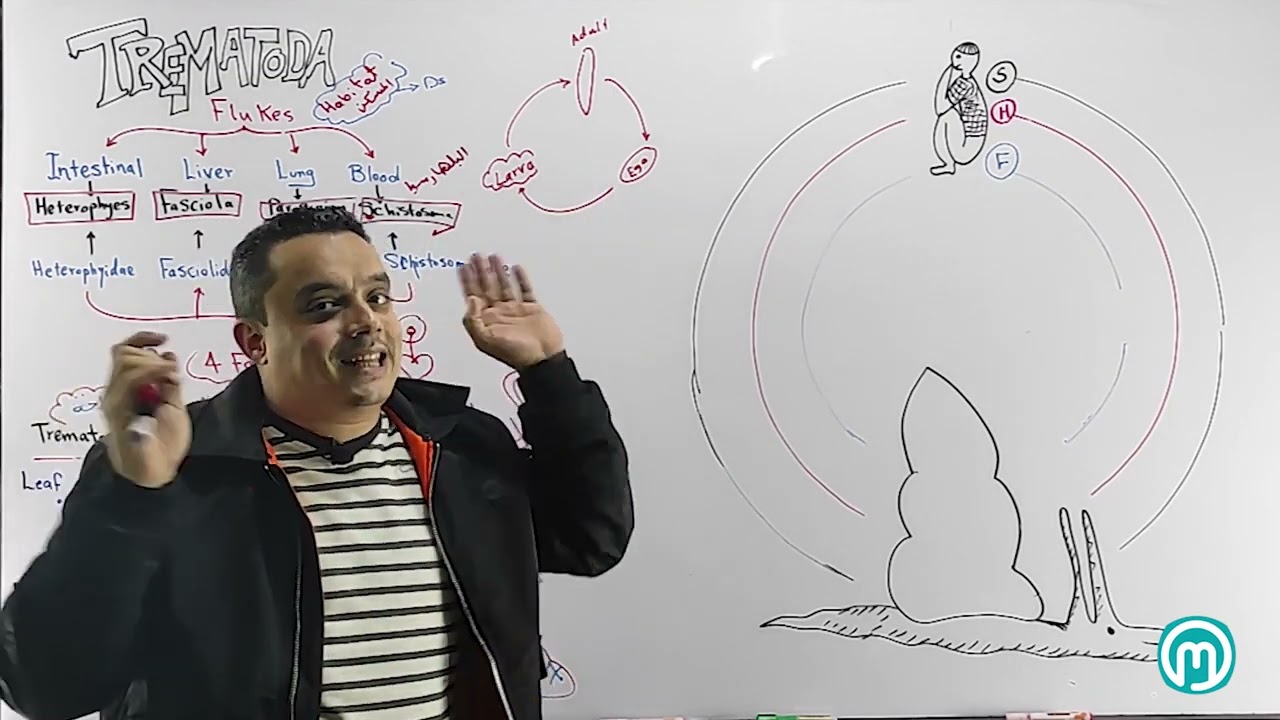 2. Trematodes p1