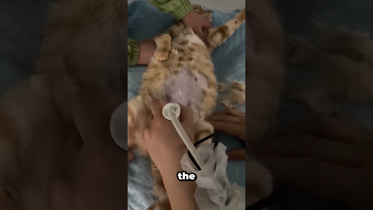 Vet Visit After a Cat Fight Gone Wrong!