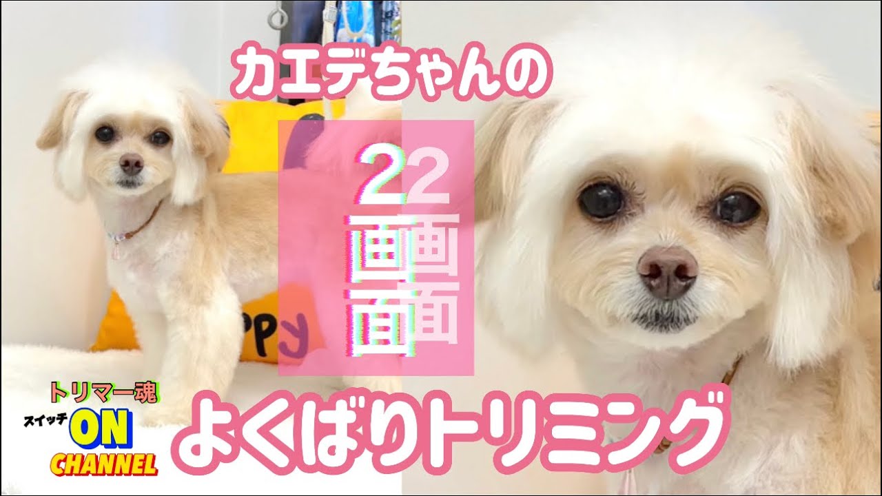 トリミング可愛いチワプー! お顔ボブスタイル！充実の2画面も! 