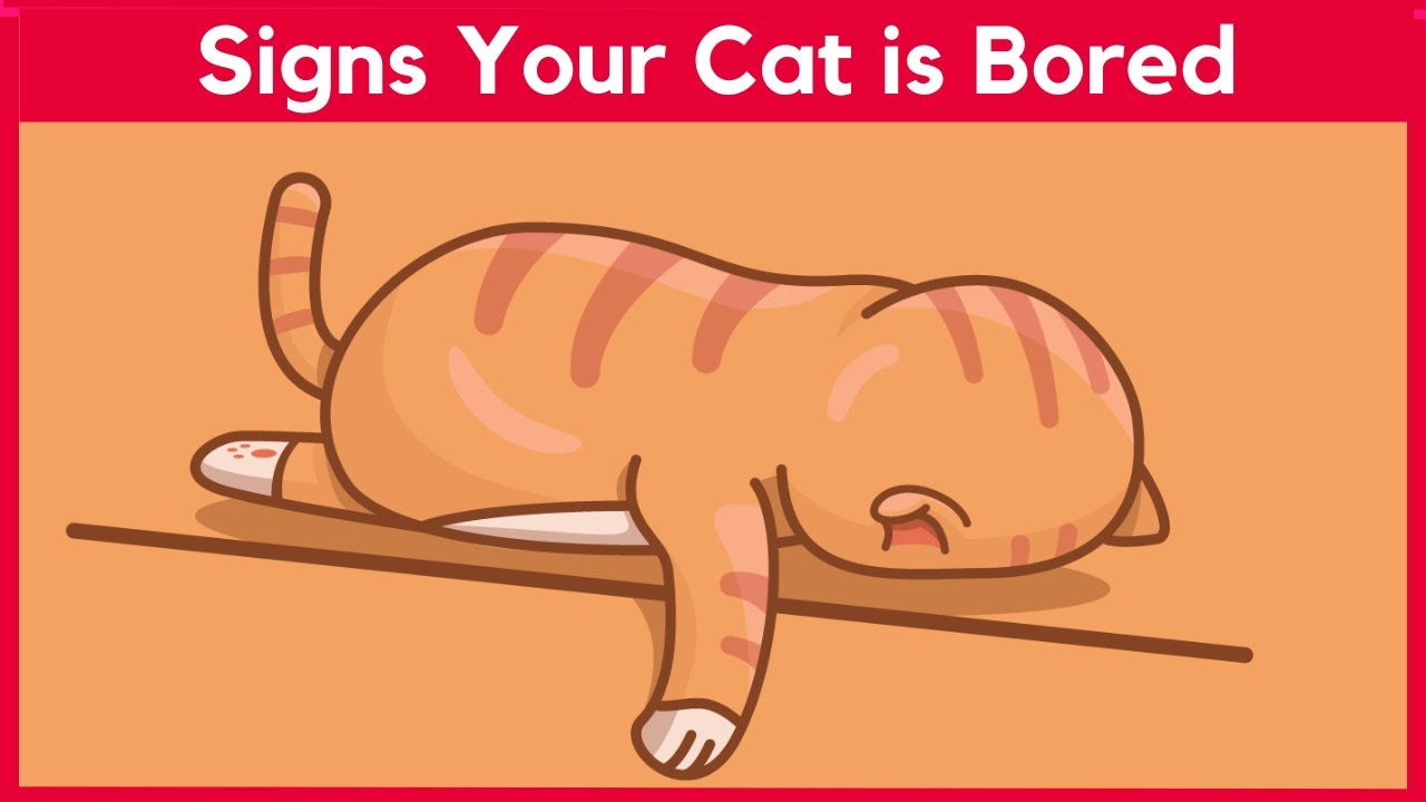 8 Signs Your Cat is Really BORED (and How to Fix It)