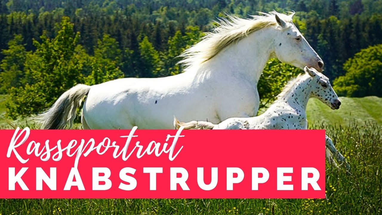 Rasseportrait Knabstrupper - Barockpferde im Punkte-Look