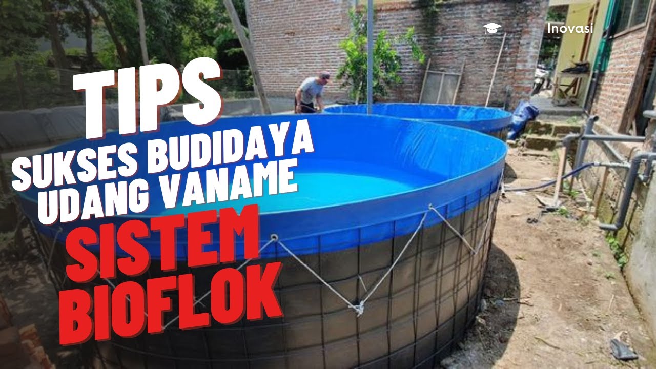 Tips sukses budidaya udang vaname sistem kolam bioflok