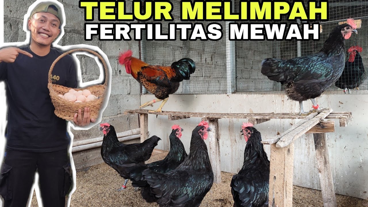 TIPS PRODUKSI TELUR & FERTILITAS TINGGI‼️