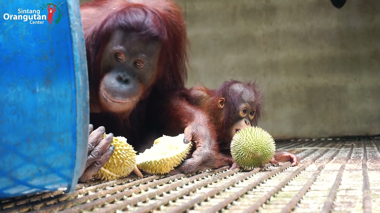 Orangutan Durian Feast in Sintang Quarantine Center