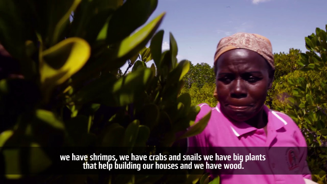 Momentos do que foi feito para o Reflorestamento do Mangal.