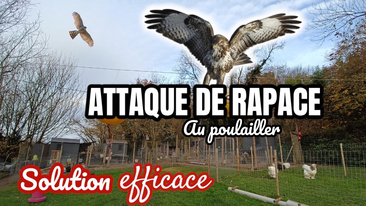 Protéger vos poules contre les buses et autres prédateurs venus du ciel ...