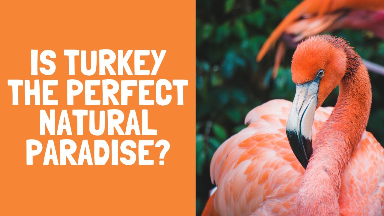 Turkey's Incredible Ecosystem | Earth Odyssey