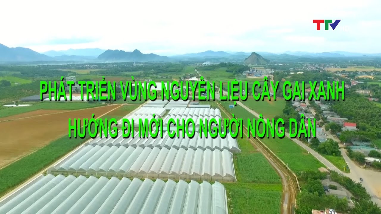 Phát triển vùng nguyên liệu cây Gai Xanh – Hướng đi mới cho người nông dân | PTTH Thanh Hóa