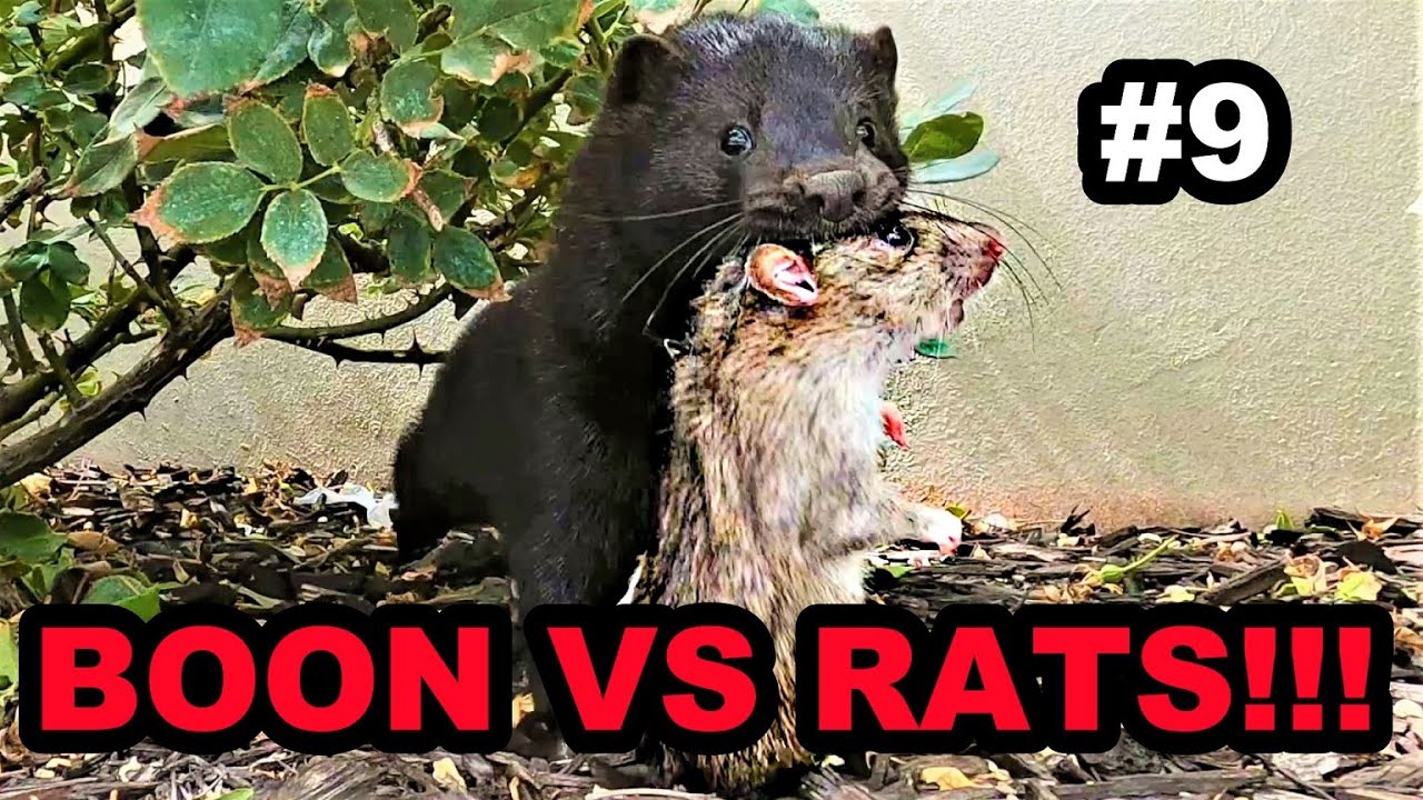 #9 Boon DESTROYS Rats at the Park!