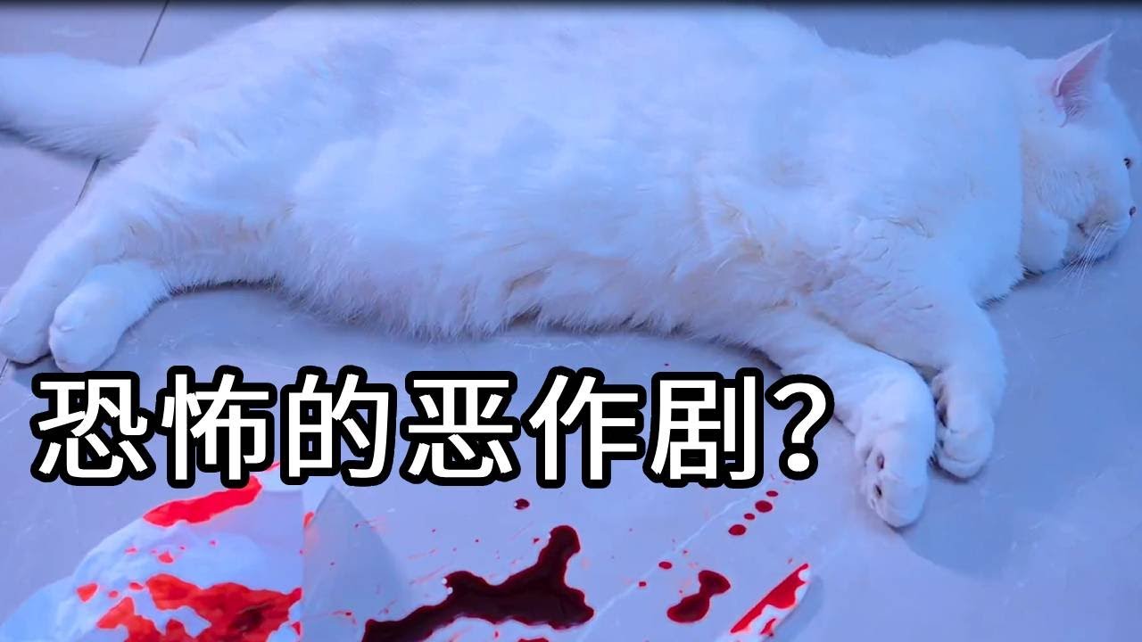 七宝杀了小圆子？背后真相到底是怎样的！为什么主人会说这样的话？#猫咪 #铲屎官 #猫主子 #七宝小圆子