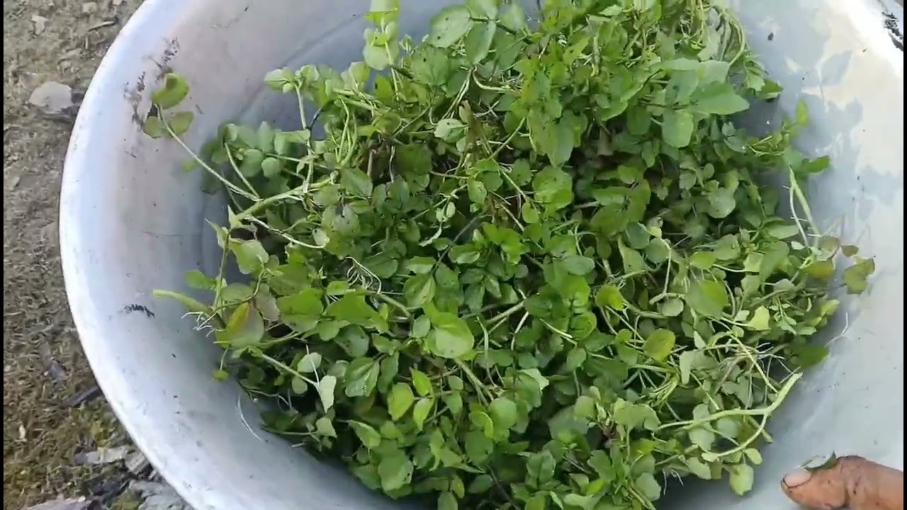आज खोलेसाको तरकारी पकाएर खाइयो। 