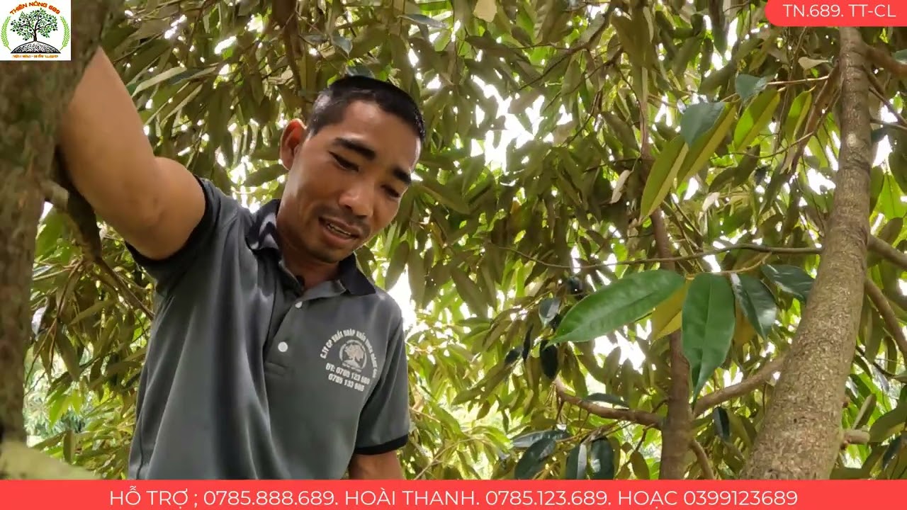 KỸ THUẬT CHĂM SÓC SẦU RIÊNG TRƯỚC KHI TẠO MẦM